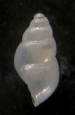 Odostomia eulimoides? Tarifa a riva